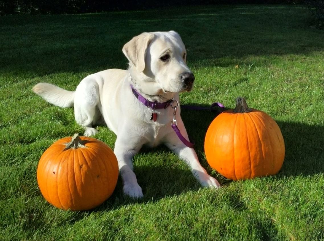 Pixel 3 XL: Using the Top Shot Photo Feature