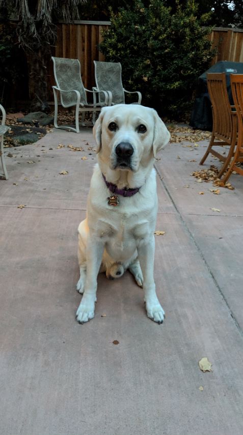 Blaze at twilight with night sight