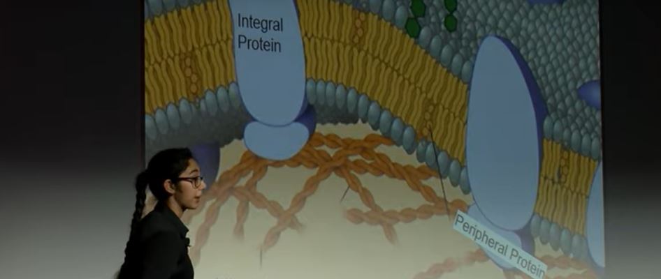 STEM: Interested in Biomedical Engineering? Watch this TEDxYouth&nbsp;Talk.